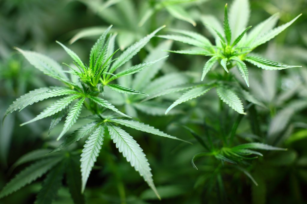 pochon weed